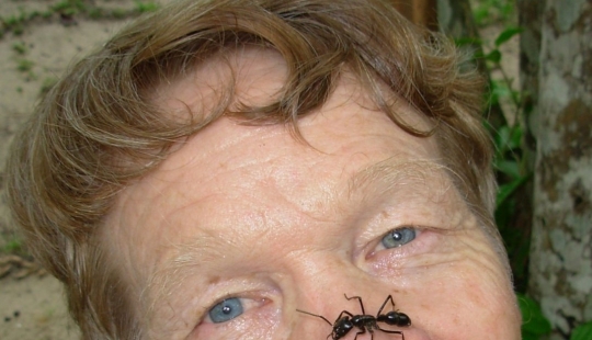 The entomologist experienced the most painful insect bites and compiled a pain scale