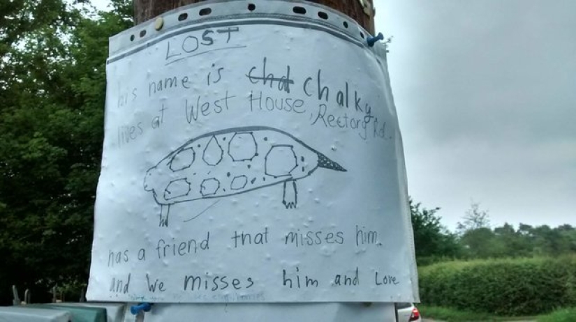 The escaped turtle was found according to a "sketch" compiled by a 9-year-old hostess