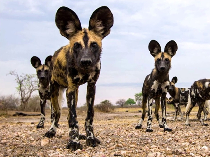 The fastest animals on earth, in water and in the air