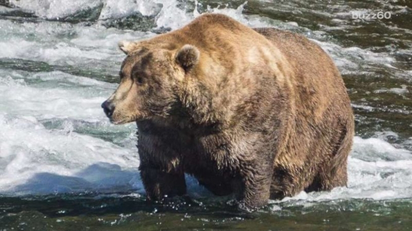 The fattest bear was chosen in the US National Park