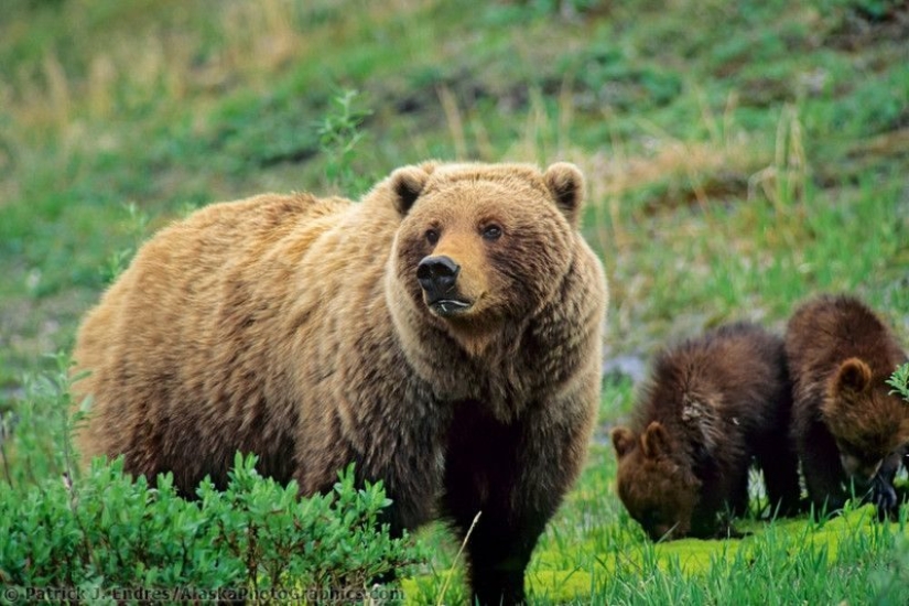 The fattest bear was chosen in the US National Park