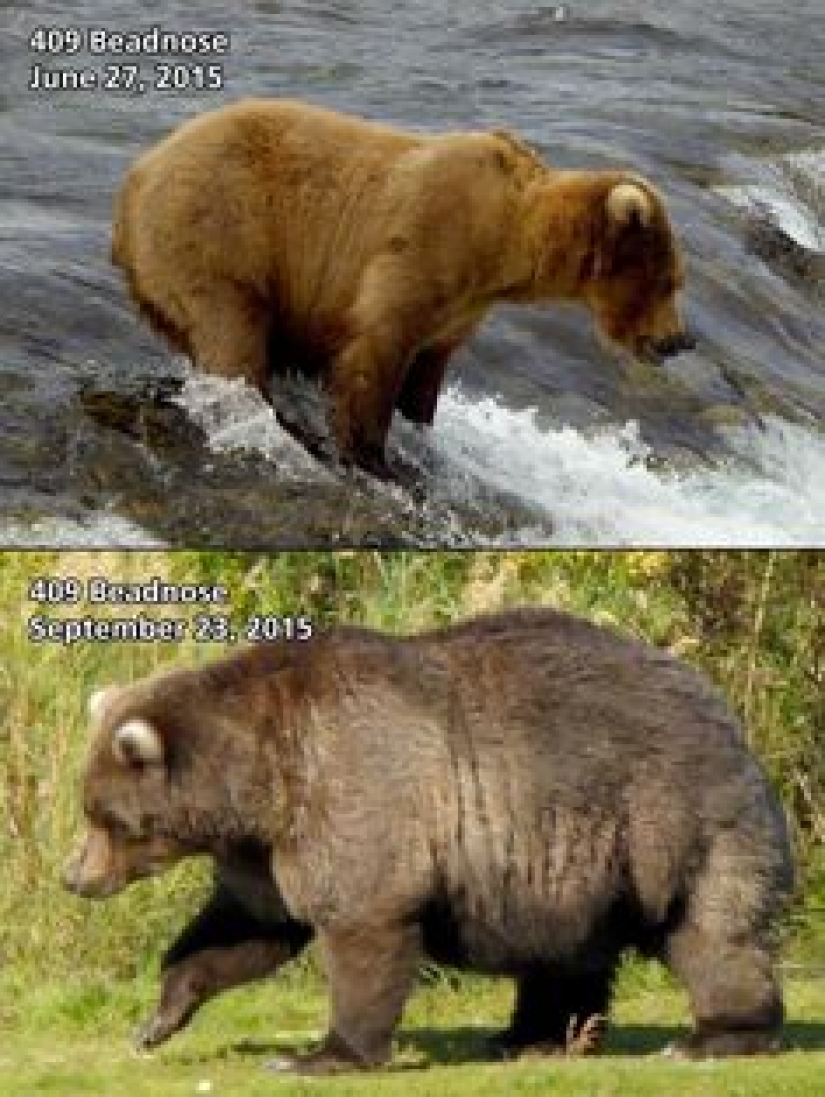 The fattest bear was chosen in the US National Park