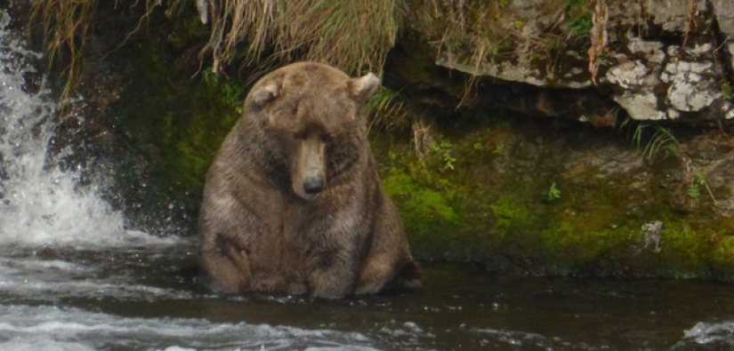 The fattest bear was chosen in the US National Park