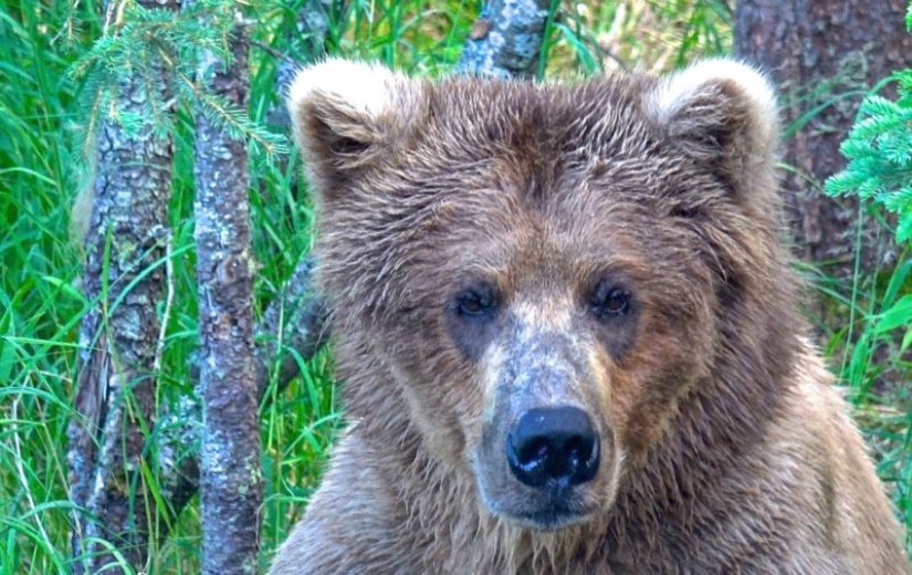 The fattest bear was chosen in the US National Park