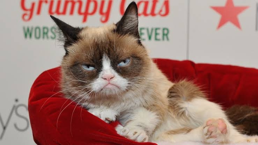 The favorite of millions, the cat Grumpy, has died