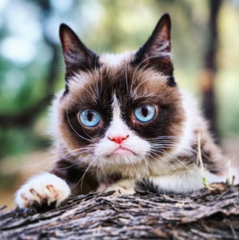 The favorite of millions, the cat Grumpy, has died