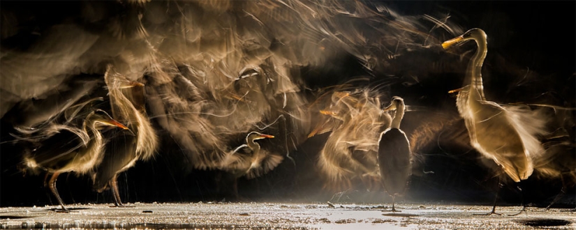 The finalists of the Bird Photographer of the Year 2018 contest have been announced, and the photos are just a song