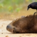 The finalists of the Bird Photographer of the Year 2018 contest have been announced, and the photos are just a song