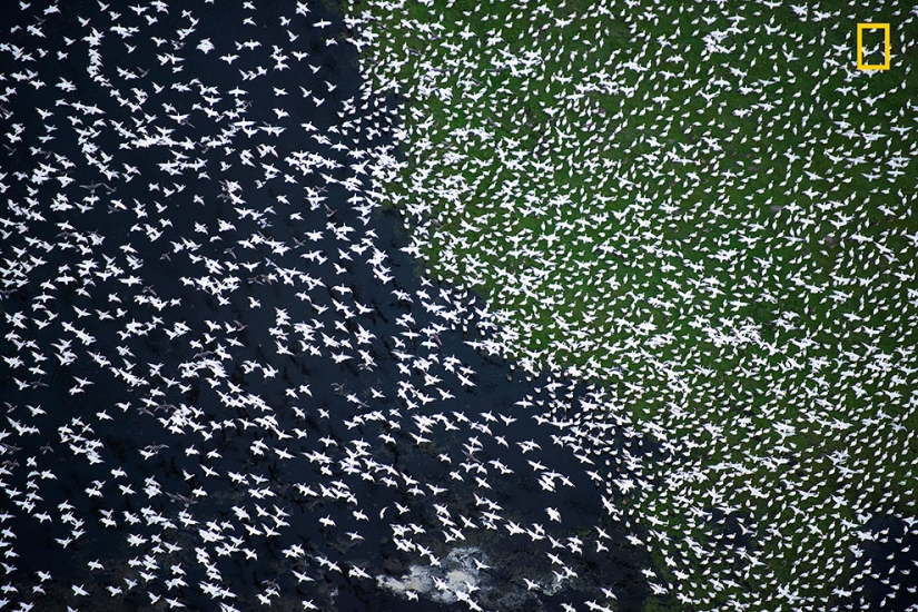 The first works of the National Geographic Nature Photographer Of The Year photo contest have been published