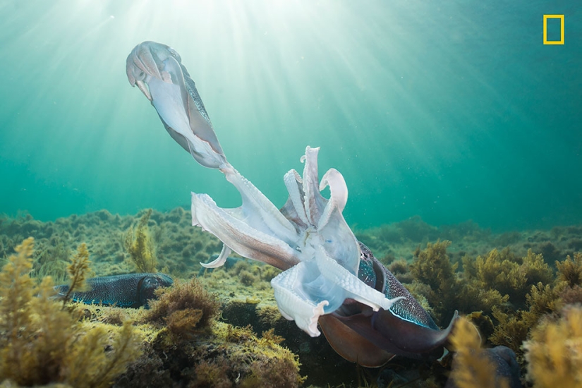 The first works of the National Geographic Nature Photographer Of The Year photo contest have been published