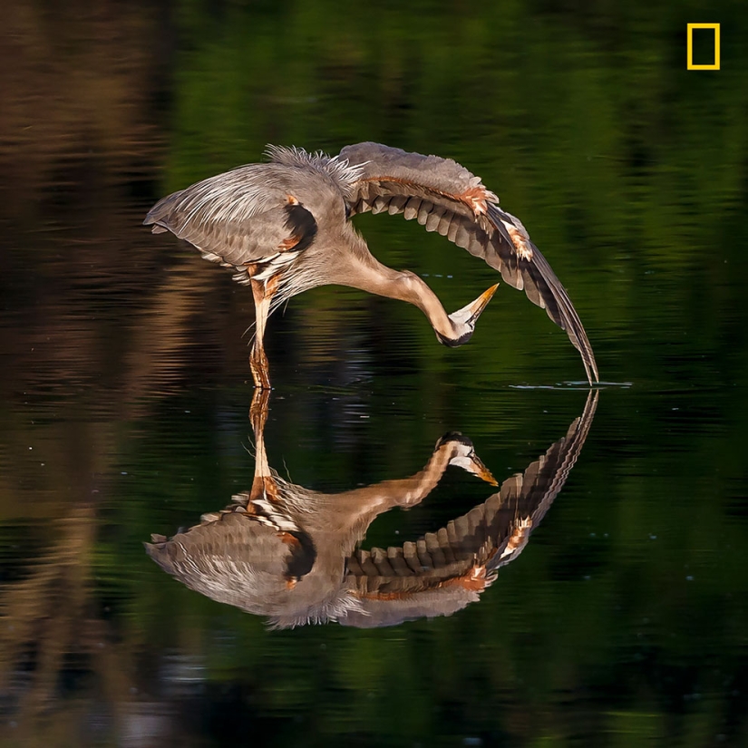 The first works of the National Geographic Nature Photographer Of The Year photo contest have been published