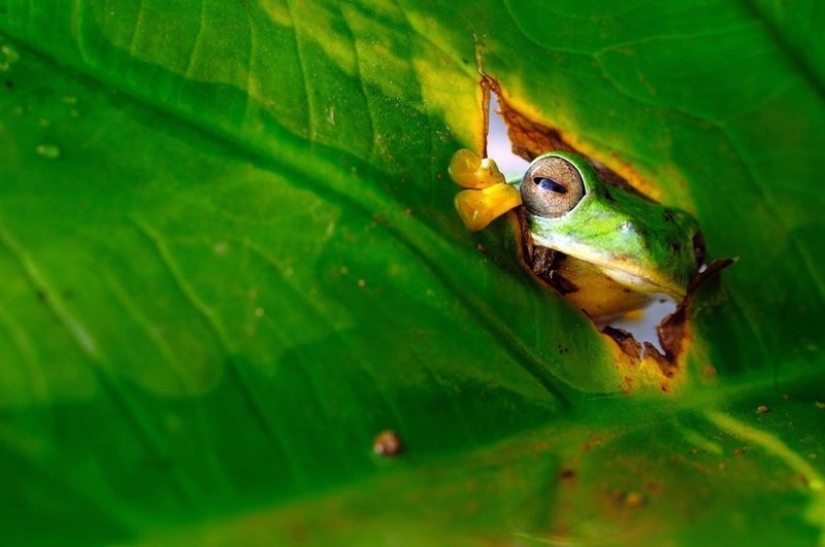 The funniest thing from the Comedy Wildlife Photography Awards 2018