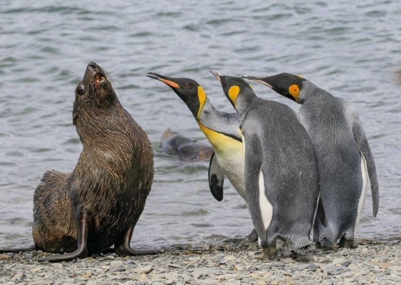 The funniest thing from the Comedy Wildlife Photography Awards 2018