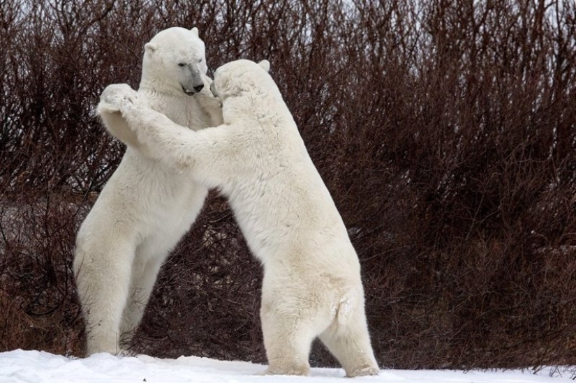 The funniest thing from the Comedy Wildlife Photography Awards 2018