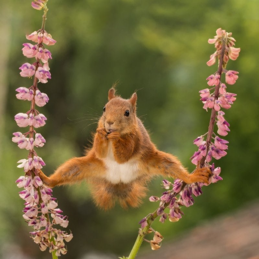 The funniest thing from the Comedy Wildlife Photography Awards 2018