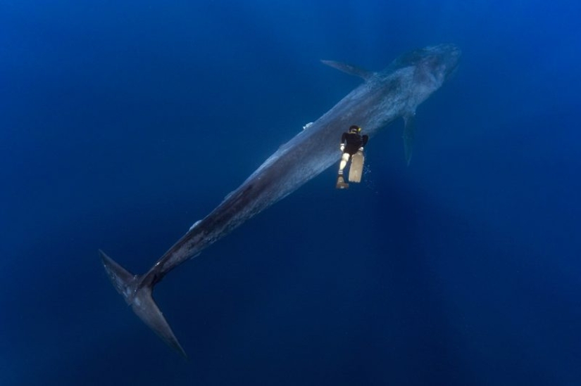 The Giant and Gulliver: the amazing walk of a Thai diver and a 30-meter blue whale