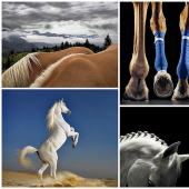 The grace of beautiful horses in the Equus photo project