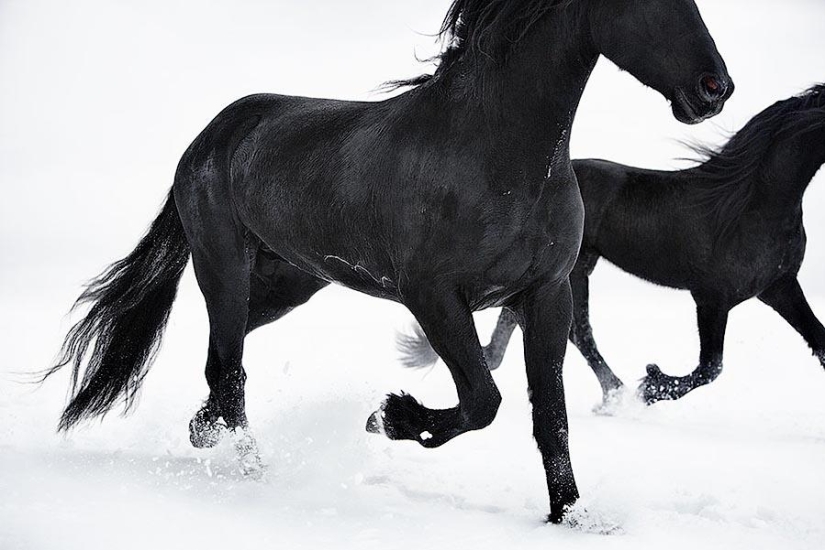 The grace of beautiful horses in the Equus photo project