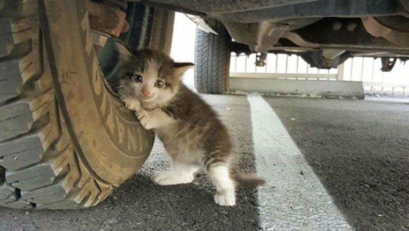 The guy found a scared kitten under the truck and couldn't leave it there