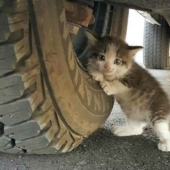 The guy found a scared kitten under the truck and couldn't leave it there