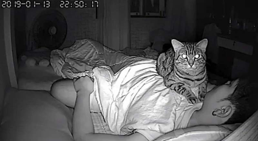 The guy installed a camera in his room to film what his cat does at night