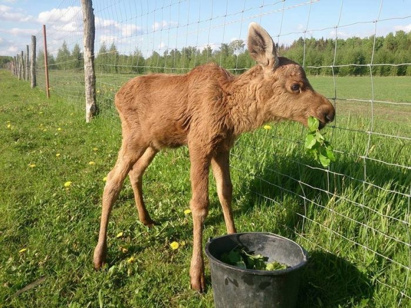 The guy saved a little moose, and now she comes to him from the forest every day