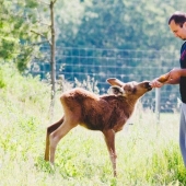The guy saved a little moose, and now she comes to him from the forest every day