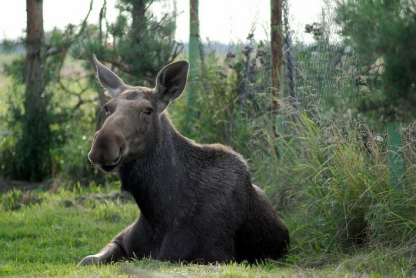 The guy saved a little moose, and now she comes to him from the forest every day