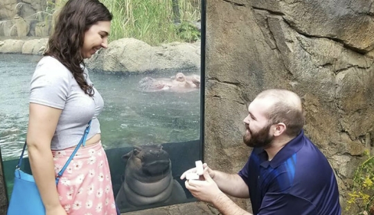 The hippo girl was offended that the marriage proposal was not made to her