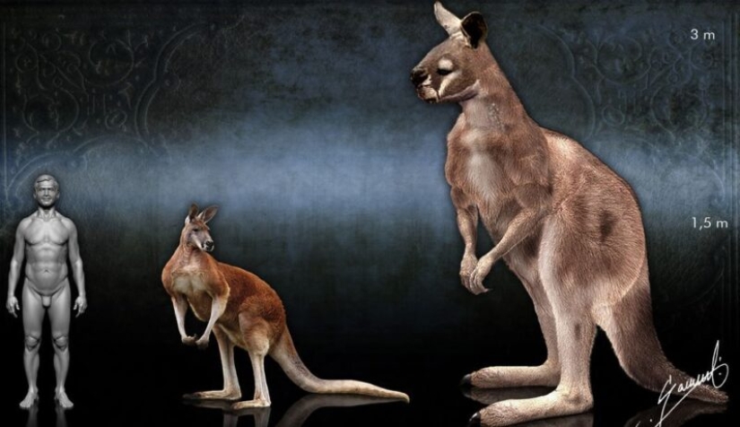 The hoofed kangaroo procoptodon is an extinct giant of Australia - Pictolic