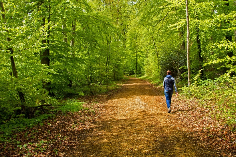 The Japanese art of Shinrin-yoku, or How to walk in the forest - Pictolic