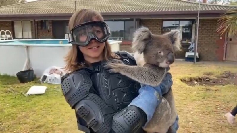 The journalist dressed up in a bulletproof vest for a meeting with a koala, an "evil poisonous bear"