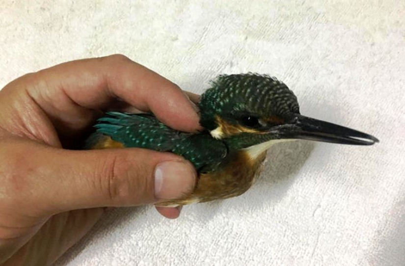 The kingfisher tried to illegally cross the British border and was expelled to his homeland