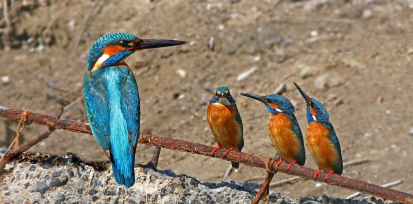 The kingfisher tried to illegally cross the British border and was expelled to his homeland