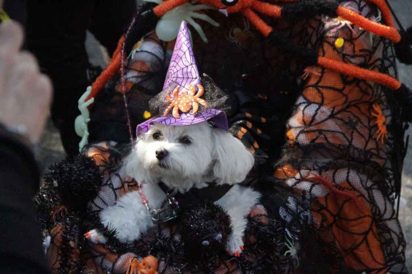 The largest costumed dog parade