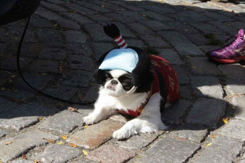 The largest costumed dog parade