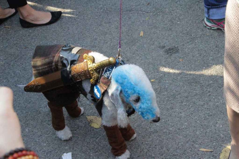 The largest costumed dog parade