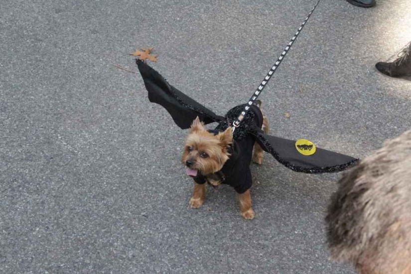 The largest costumed dog parade