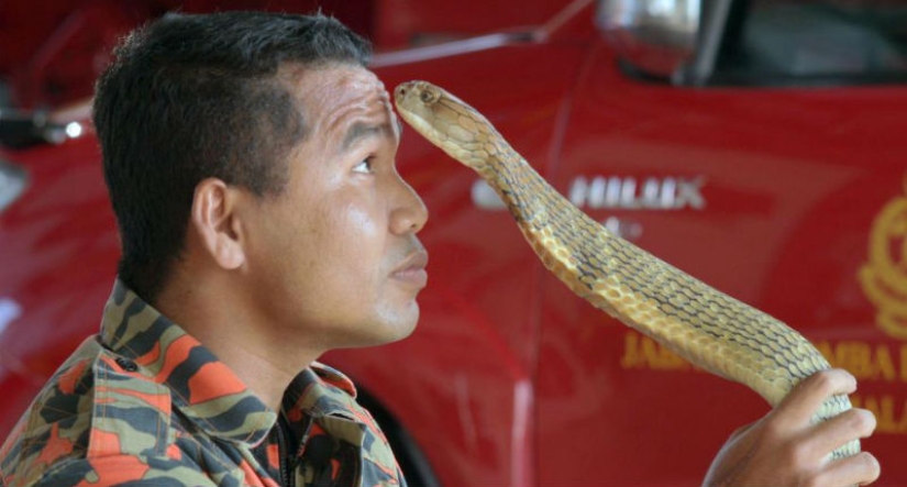 The last kiss: the most famous snake catcher died from a cobra bite
