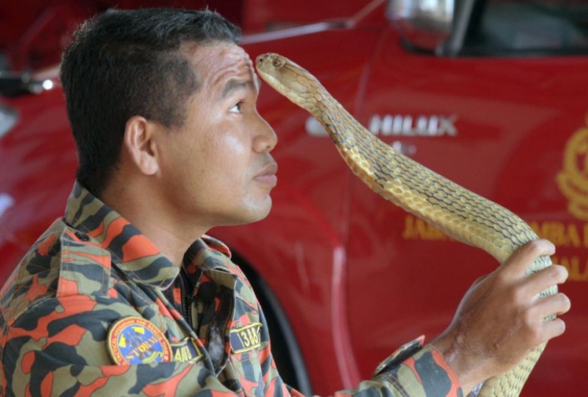 The last kiss: the most famous snake catcher died from a cobra bite