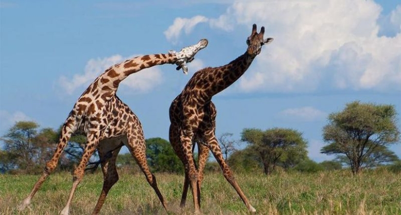 The life of a giraffe is a daily hell and all because of the long neck