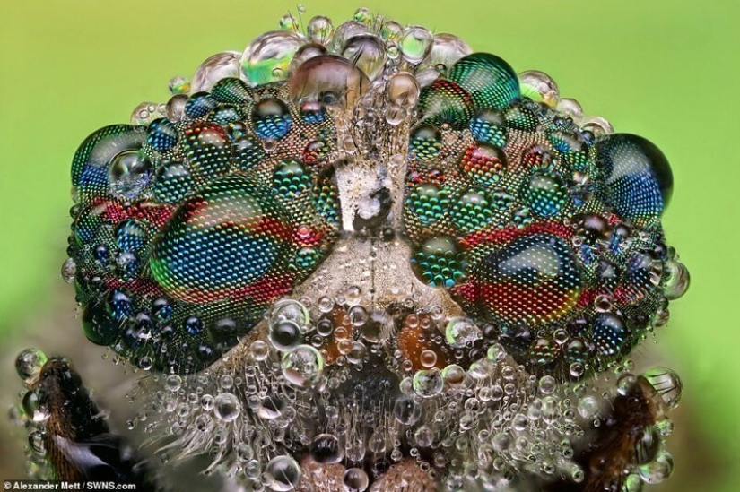 The life of insects: amazing macro photography by Alexander Mette