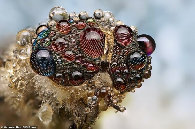 The life of insects: amazing macro photography by Alexander Mette