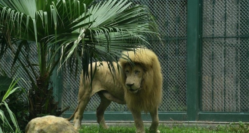 The lion from the Chinese zoo became famous thanks to his bangs