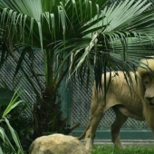 The lion from the Chinese zoo became famous thanks to his bangs