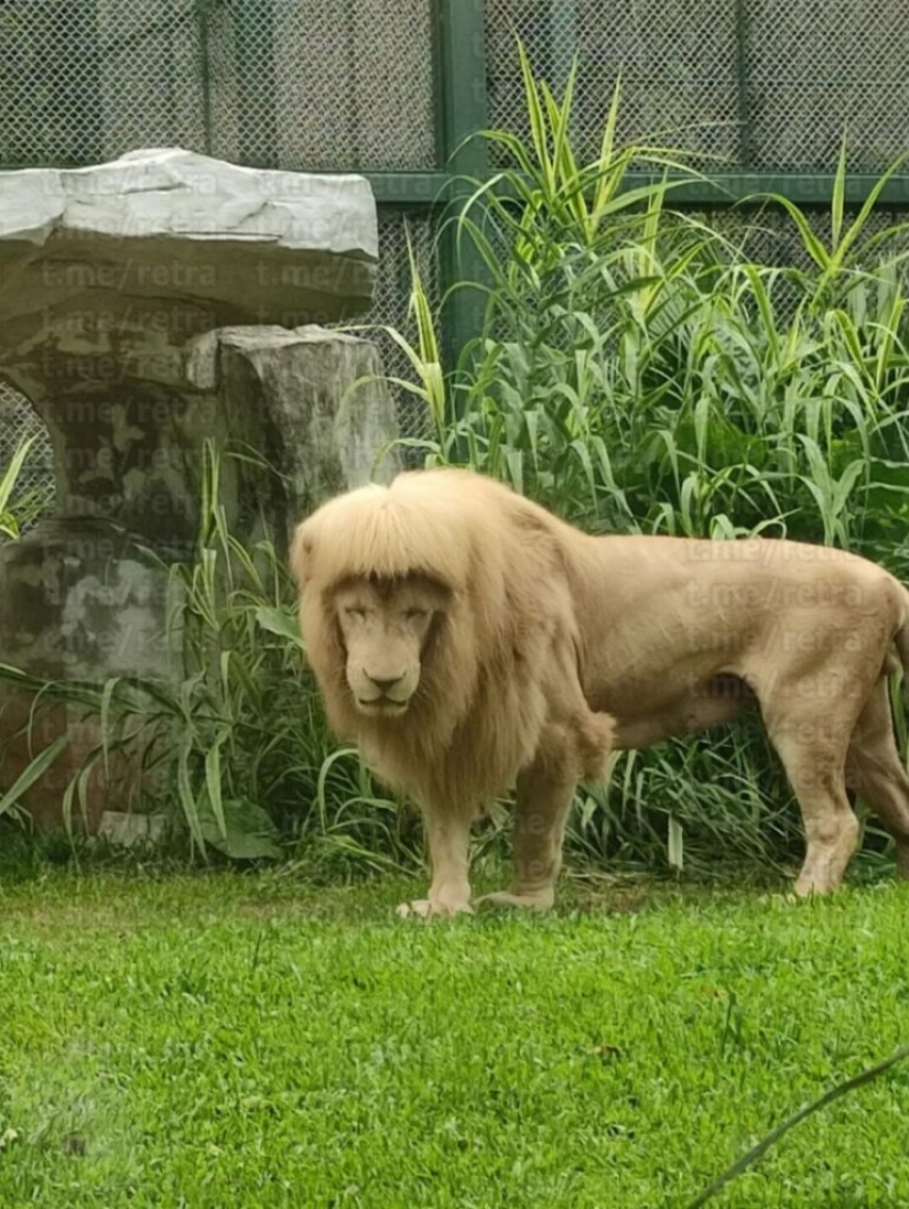 The lion from the Chinese zoo became famous thanks to his bangs