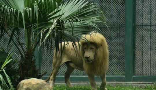 The lion from the Chinese zoo became famous thanks to his bangs