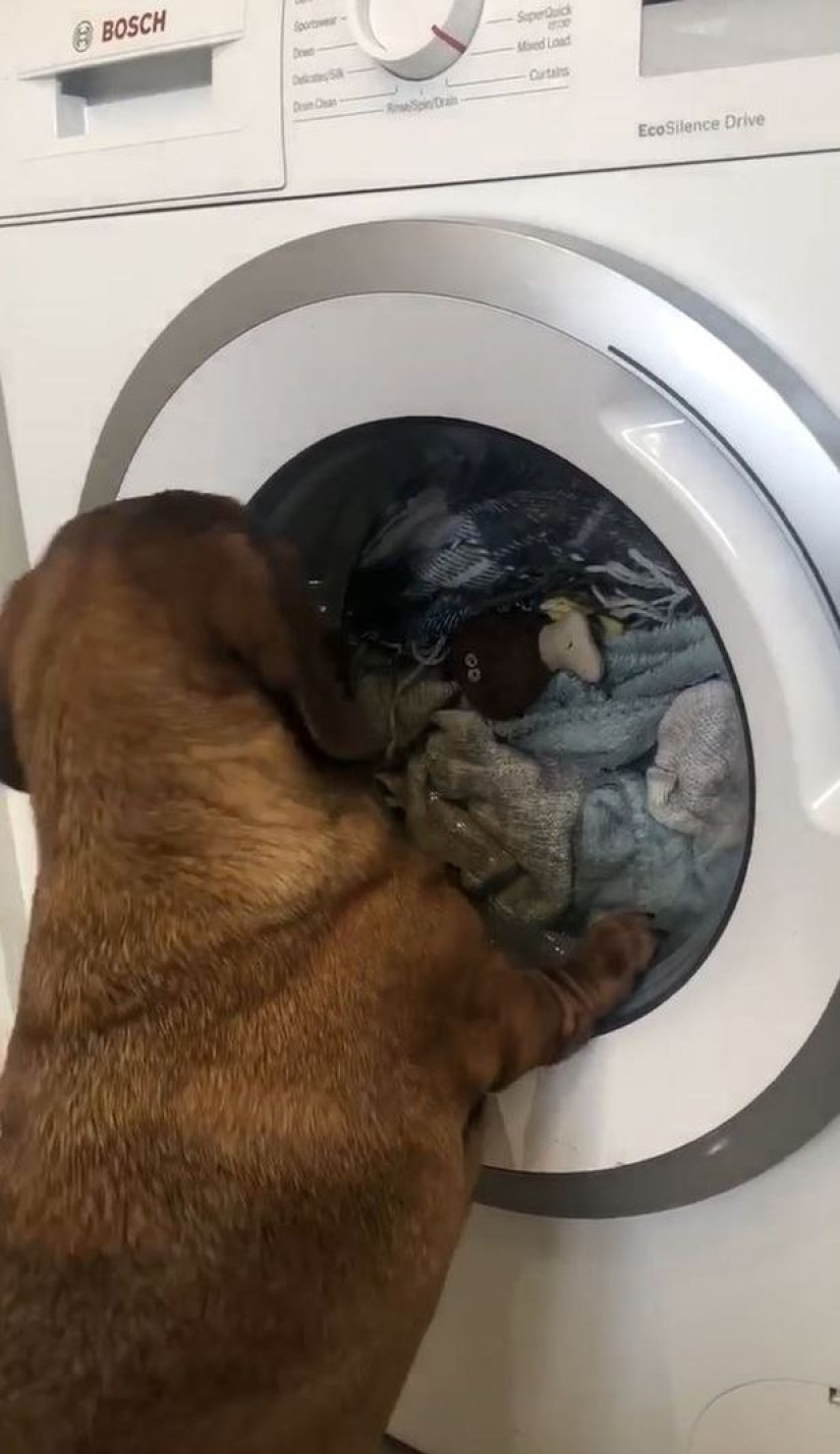 The little dachshund cried for an hour while her favorite toy was being washed in a typewriter