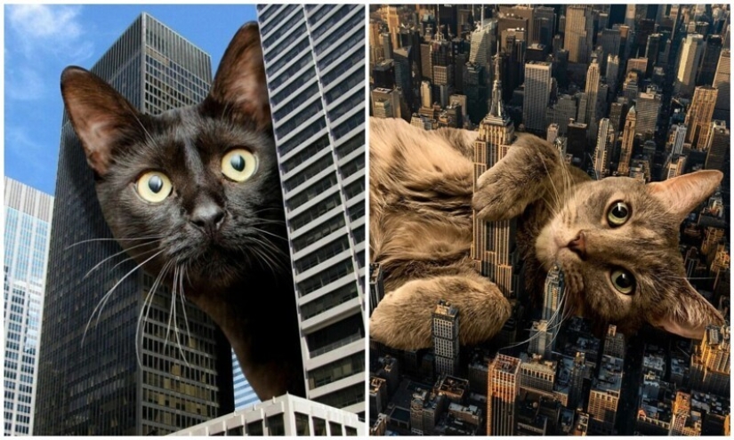 The master of Photoshop has shown what the world will be like if it is captured by cats
