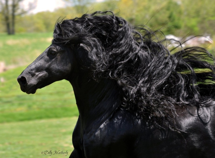 The most beautiful horse in the world is the black stallion Frederick the Great